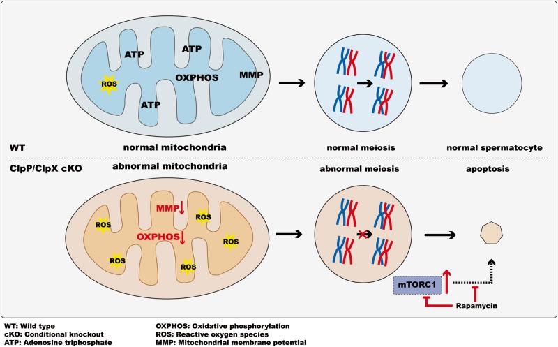 https://cdn.ncbi.nlm.nih.gov/pmc/blobs/c284/10556007/aacb505947ee/42003_2023_5372_Fig9_HTML.jpg
