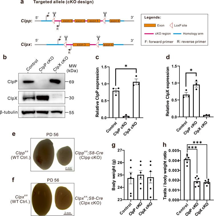 https://cdn.ncbi.nlm.nih.gov/pmc/blobs/c284/10556007/c6333ff2fbb2/42003_2023_5372_Fig1_HTML.jpg