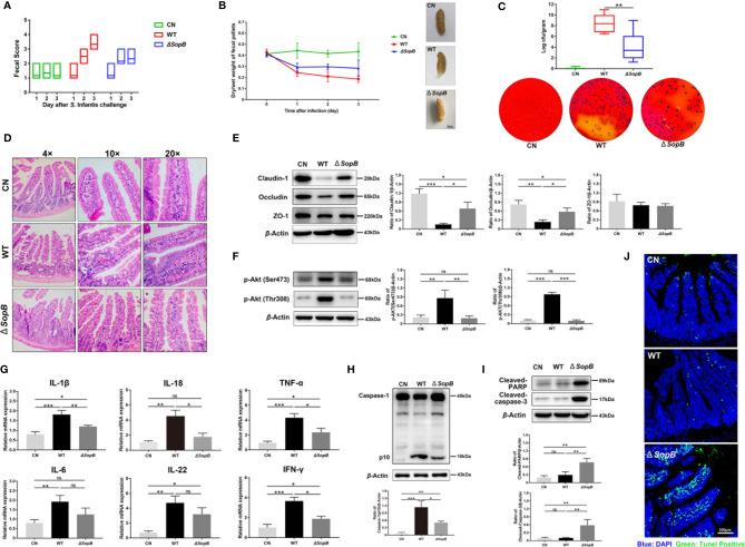 https://cdn.ncbi.nlm.nih.gov/pmc/blobs/c284/8602575/bcfc2f7f419f/fimmu-12-757909-g006.jpg