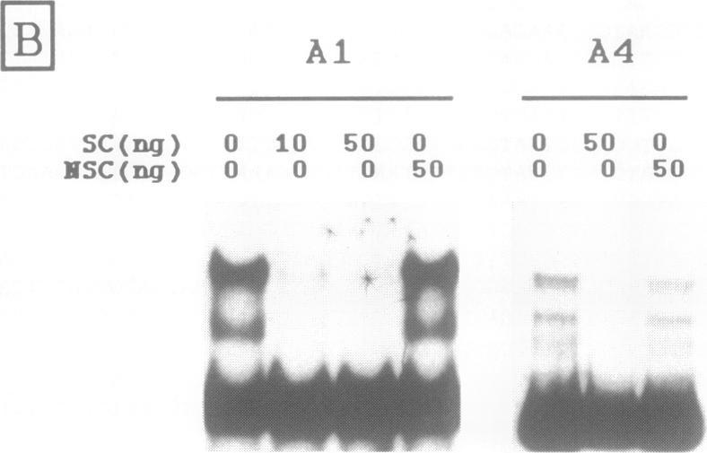 https://cdn.ncbi.nlm.nih.gov/pmc/blobs/c28a/333858/fb85054a68ca/nar00242-0134-b.jpg