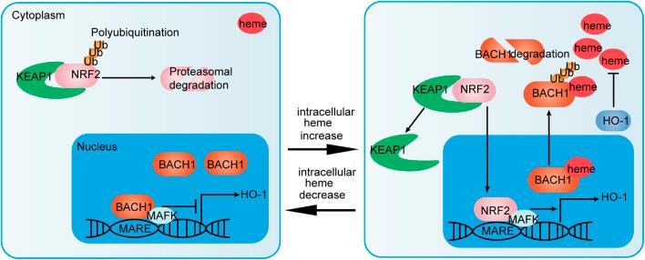https://cdn.ncbi.nlm.nih.gov/pmc/blobs/c291/10203417/c42ce25af971/fphys-14-1121353-g002.jpg