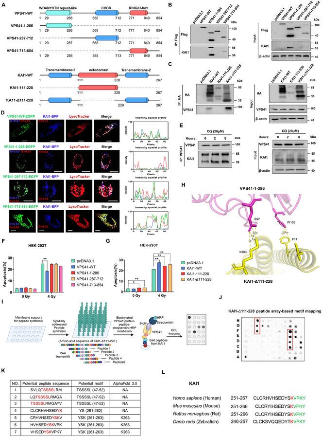 https://cdn.ncbi.nlm.nih.gov/pmc/blobs/c291/12224964/f4d131ac49b0/ADVS-12-2501934-g005.jpg