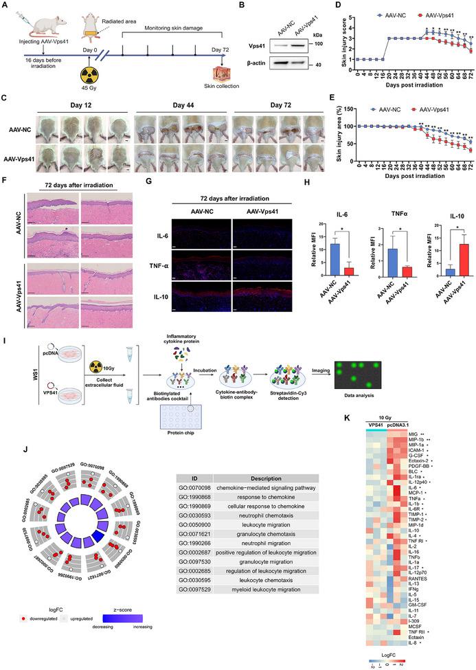 https://cdn.ncbi.nlm.nih.gov/pmc/blobs/c291/12224964/fdf56af6686b/ADVS-12-2501934-g008.jpg