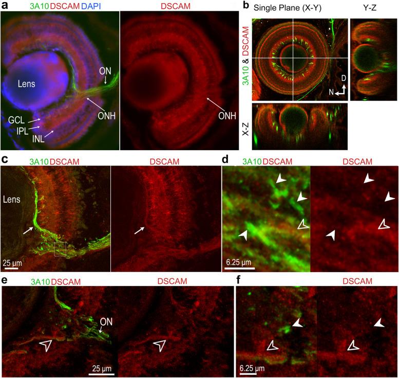 https://cdn.ncbi.nlm.nih.gov/pmc/blobs/c292/9011933/fa6b507cb653/13064_2022_161_Fig4_HTML.jpg