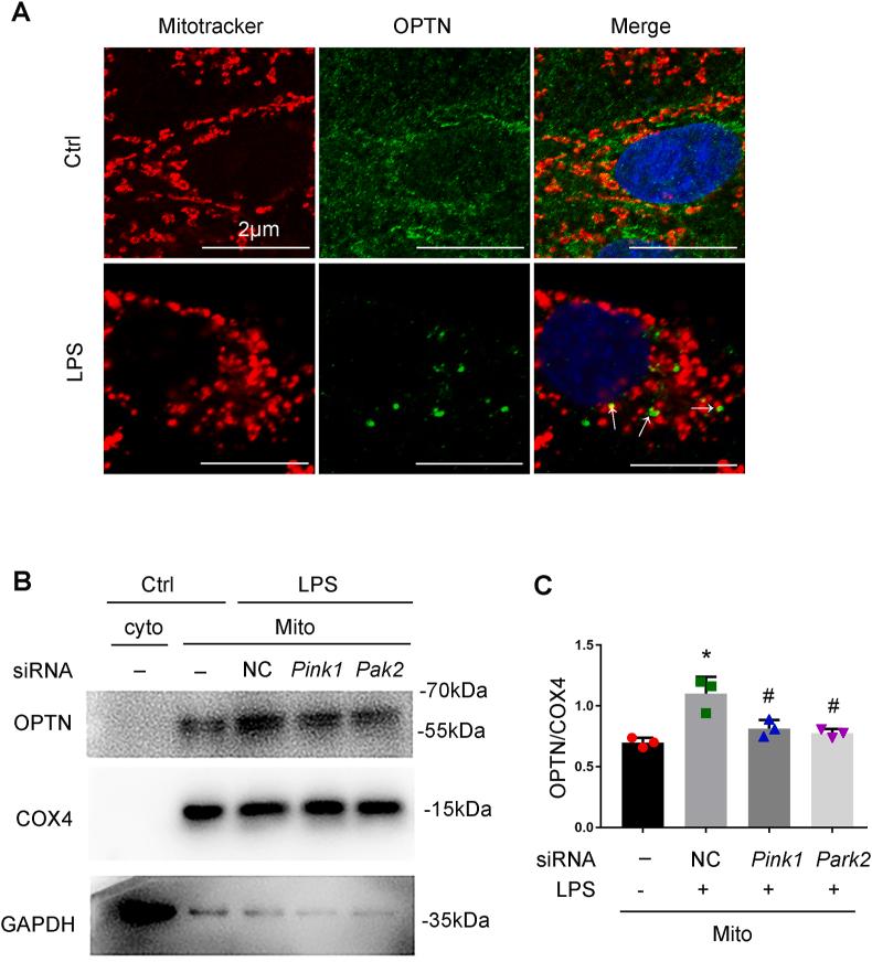 https://cdn.ncbi.nlm.nih.gov/pmc/blobs/c29a/7606859/3ad6e71e6cc9/gr4.jpg