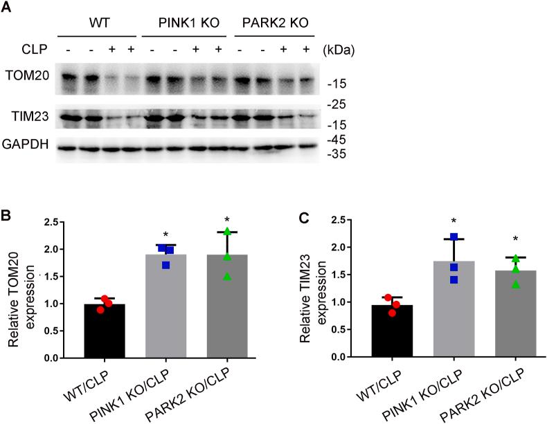 https://cdn.ncbi.nlm.nih.gov/pmc/blobs/c29a/7606859/f40d8d02f76c/gr10.jpg