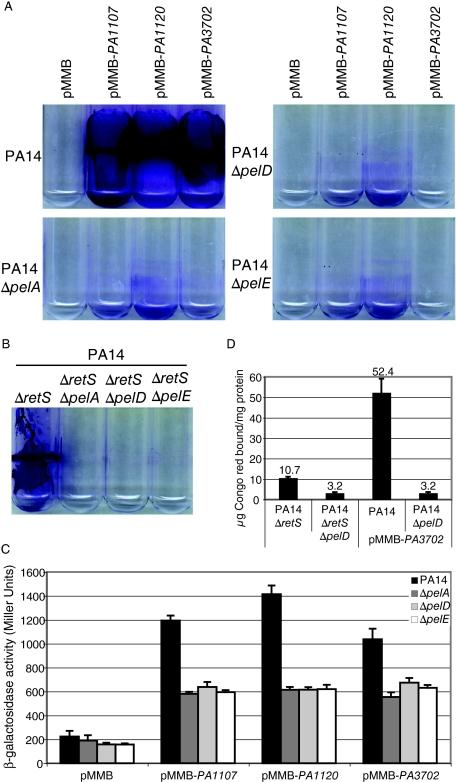 https://cdn.ncbi.nlm.nih.gov/pmc/blobs/c29c/2170427/17d70993ea08/mmi0065-1474-f1.jpg