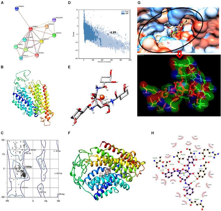 https://cdn.ncbi.nlm.nih.gov/pmc/blobs/c29e/8596375/c3939f25f5f9/fmicb-12-729032-g007.jpg