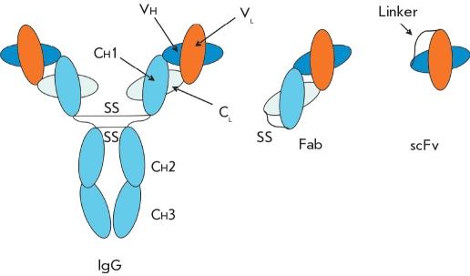 https://cdn.ncbi.nlm.nih.gov/pmc/blobs/c29f/3347532/949d1ebc4ccb/AN20758251-03-020-g003.jpg