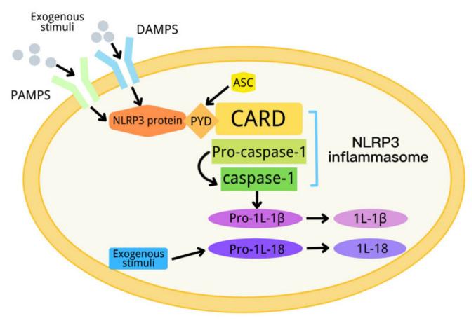 https://cdn.ncbi.nlm.nih.gov/pmc/blobs/c2a3/9103162/07b261e8faf5/ijms-23-04818-g001.jpg