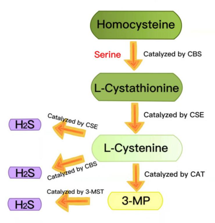 https://cdn.ncbi.nlm.nih.gov/pmc/blobs/c2a3/9103162/fd5adc45400c/ijms-23-04818-g002.jpg