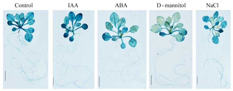 https://cdn.ncbi.nlm.nih.gov/pmc/blobs/c2a4/8624709/2cfb95fbdaa2/ijms-22-12336-g011.jpg