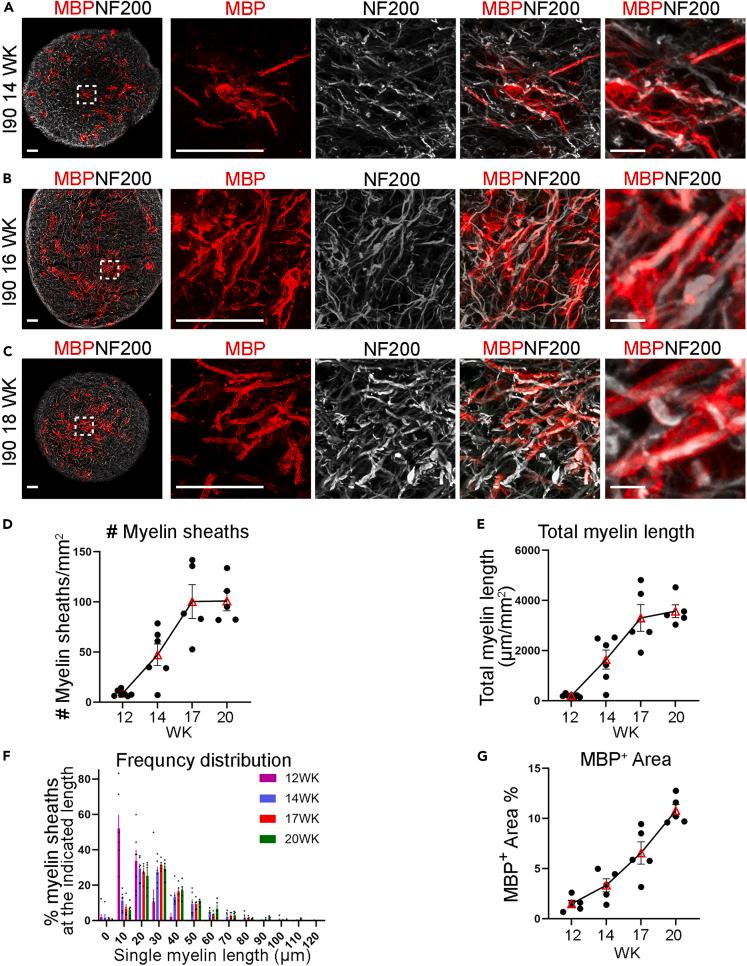 https://cdn.ncbi.nlm.nih.gov/pmc/blobs/c2a5/10589867/4a46276731c7/gr2.jpg