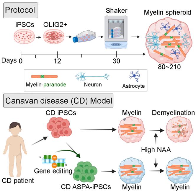 https://cdn.ncbi.nlm.nih.gov/pmc/blobs/c2a5/10589867/5ccd3874719b/fx1.jpg
