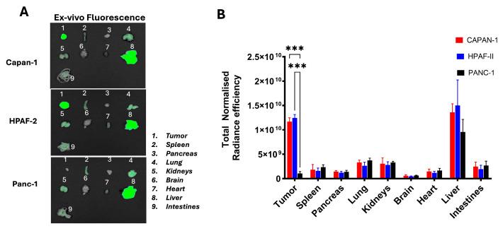 https://cdn.ncbi.nlm.nih.gov/pmc/blobs/c2a5/12249516/e5bacb17dc87/ijms-26-06042-g005.jpg