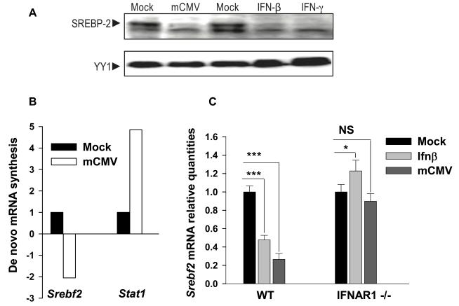 https://cdn.ncbi.nlm.nih.gov/pmc/blobs/c2ab/3050939/cabf402f130e/pbio.1000598.g009.jpg
