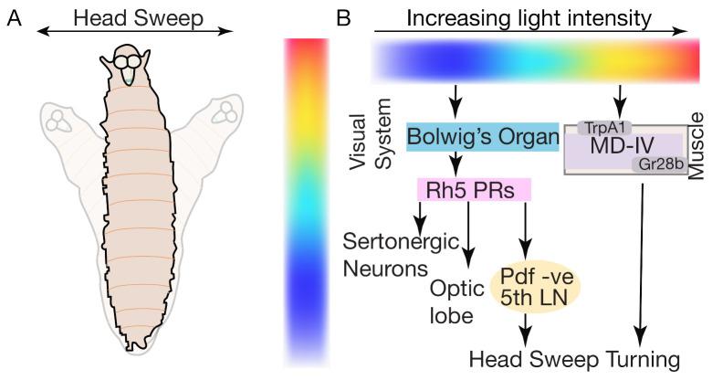 https://cdn.ncbi.nlm.nih.gov/pmc/blobs/c2ab/7910854/1eee7ba09c80/biology-10-00090-g008.jpg