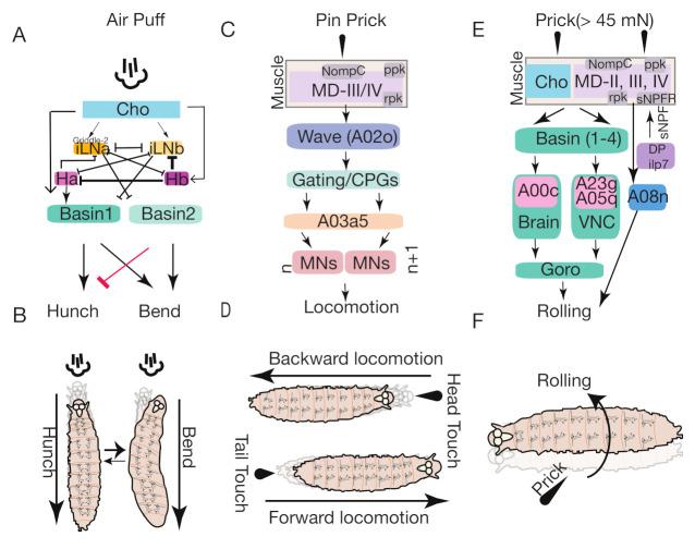 https://cdn.ncbi.nlm.nih.gov/pmc/blobs/c2ab/7910854/492efc6462a8/biology-10-00090-g005.jpg