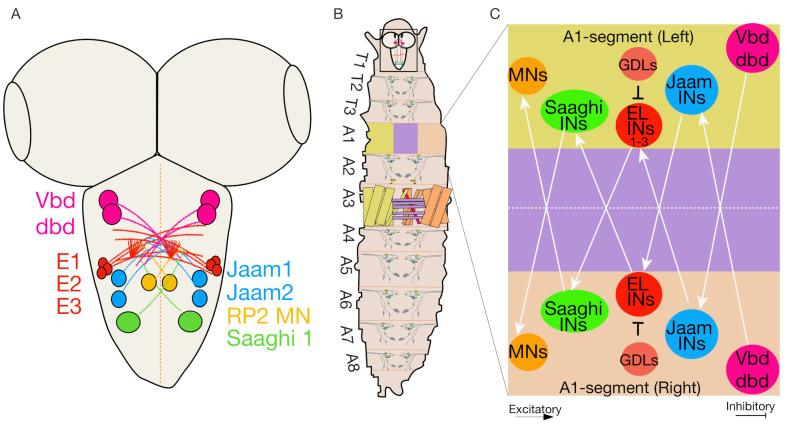 https://cdn.ncbi.nlm.nih.gov/pmc/blobs/c2ab/7910854/932760d87c72/biology-10-00090-g004.jpg