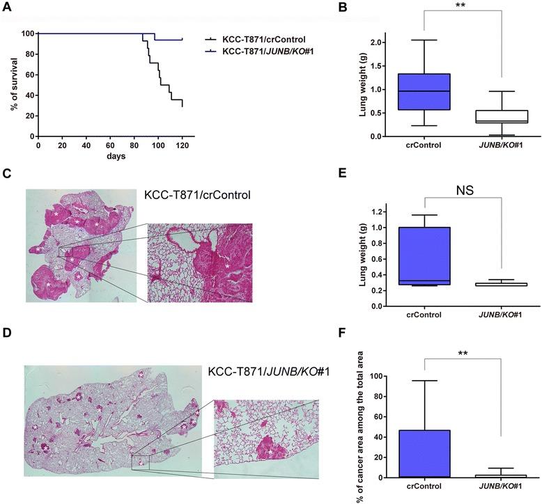 https://cdn.ncbi.nlm.nih.gov/pmc/blobs/c2ac/4709939/340ce74142f9/13046_2016_284_Fig4_HTML.jpg
