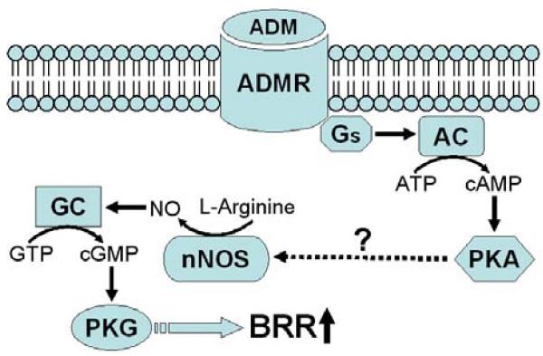 https://cdn.ncbi.nlm.nih.gov/pmc/blobs/c2ae/3115842/ac7a98c8f586/1423-0127-18-32-7.jpg