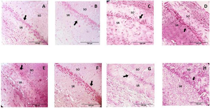 https://cdn.ncbi.nlm.nih.gov/pmc/blobs/c2ae/9712752/4e8aa2ccb155/fnut-09-1023653-g007.jpg