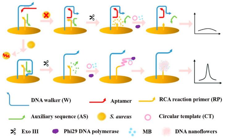 https://cdn.ncbi.nlm.nih.gov/pmc/blobs/c2b1/8156954/3c355e661c23/molecules-26-02940-g007.jpg