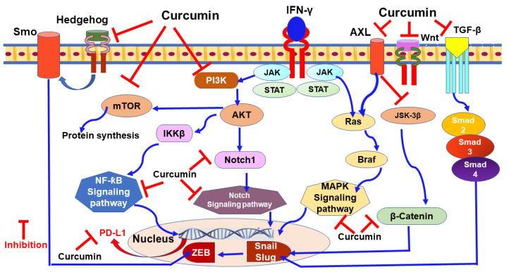 https://cdn.ncbi.nlm.nih.gov/pmc/blobs/c2b1/8159140/de5a24b1c1db/nutrients-13-01718-g003.jpg