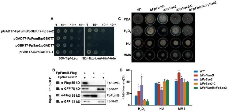 https://cdn.ncbi.nlm.nih.gov/pmc/blobs/c2b2/12196060/181e41b4b424/microorganisms-13-01433-g007.jpg