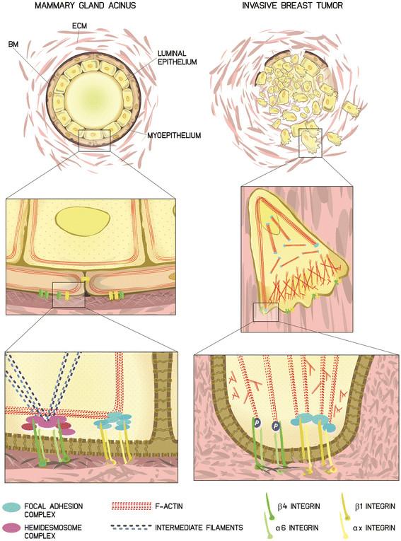 https://cdn.ncbi.nlm.nih.gov/pmc/blobs/c2b5/4384274/5e874b412ae7/13058_2014_459_Fig1_HTML.jpg