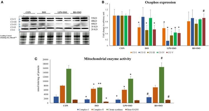 https://cdn.ncbi.nlm.nih.gov/pmc/blobs/c2b7/5479928/8ab63ab622d4/fimmu-08-00719-g006.jpg