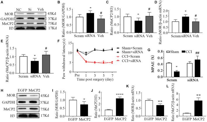 https://cdn.ncbi.nlm.nih.gov/pmc/blobs/c2b7/8602696/1c0e25ccbe6c/fnins-15-743207-g004.jpg