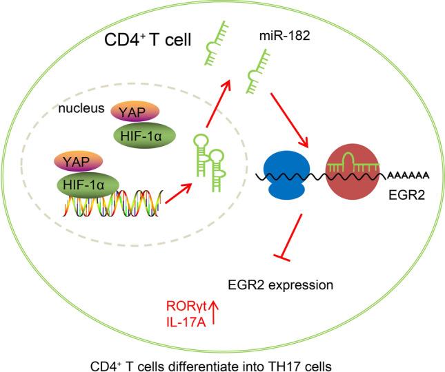 https://cdn.ncbi.nlm.nih.gov/pmc/blobs/c2b8/8117288/84fcf076c899/13578_2021_560_Fig8_HTML.jpg