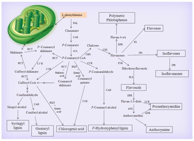 https://cdn.ncbi.nlm.nih.gov/pmc/blobs/c2ba/7175204/227a4bd2d19d/biomolecules-10-00379-g001.jpg