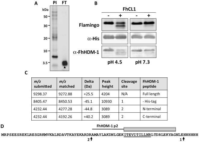 https://cdn.ncbi.nlm.nih.gov/pmc/blobs/c2bf/3093369/ae7fc3f16fea/ppat.1002042.g006.jpg