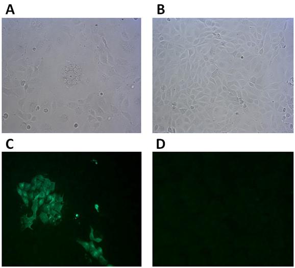 https://cdn.ncbi.nlm.nih.gov/pmc/blobs/c2c4/3229531/8dedd79a332f/1743-422X-8-520-2.jpg