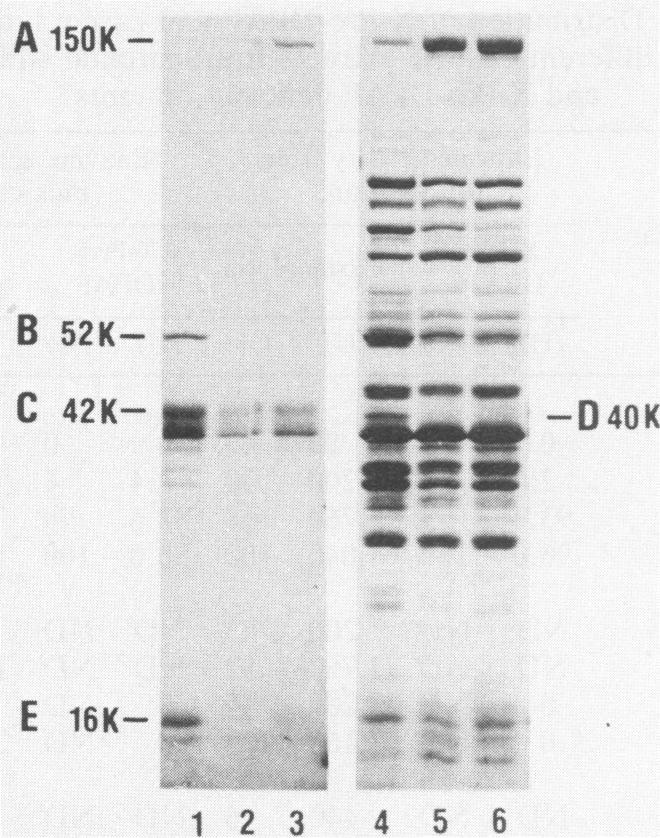https://cdn.ncbi.nlm.nih.gov/pmc/blobs/c2c5/184579/c078722f8871/aem00088-0206-a.jpg