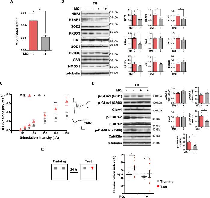https://cdn.ncbi.nlm.nih.gov/pmc/blobs/c2c5/8148373/47dd1b4f5bd4/pbio.3001252.g007.jpg