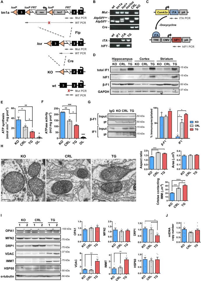 https://cdn.ncbi.nlm.nih.gov/pmc/blobs/c2c5/8148373/6b9bc7934cfb/pbio.3001252.g001.jpg