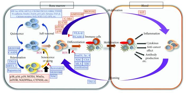 https://cdn.ncbi.nlm.nih.gov/pmc/blobs/c2c9/6186346/1cabdb807157/OMCL2018-4081890.003.jpg
