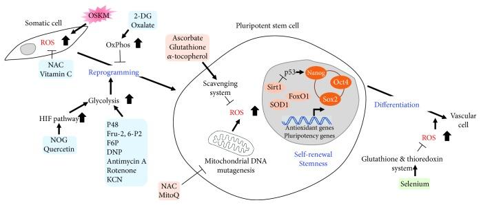 https://cdn.ncbi.nlm.nih.gov/pmc/blobs/c2c9/6186346/8a1726fd4f6b/OMCL2018-4081890.002.jpg