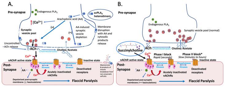 https://cdn.ncbi.nlm.nih.gov/pmc/blobs/c2c9/9861841/60997cfe4c29/toxins-15-00049-g001.jpg