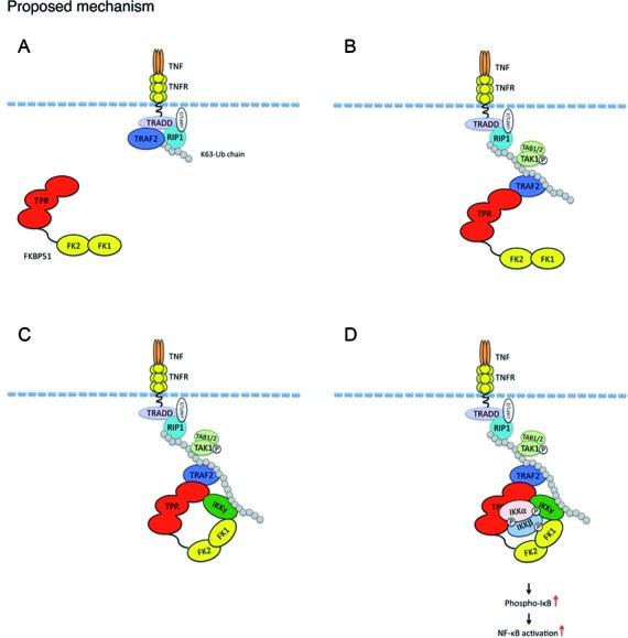 https://cdn.ncbi.nlm.nih.gov/pmc/blobs/c2cc/4538817/fb63f37f03cf/gkv615fig6.jpg