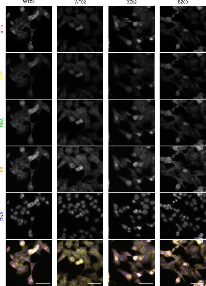 https://cdn.ncbi.nlm.nih.gov/pmc/blobs/c2d1/10584373/189f2353c398/elife-91362-fig2-figsupp1.jpg