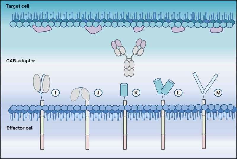 https://cdn.ncbi.nlm.nih.gov/pmc/blobs/c2d1/6601549/8d3b9831b915/kmab-11-04-1596511-g003.jpg