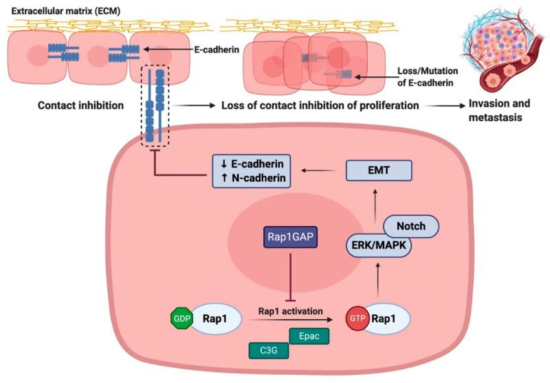 https://cdn.ncbi.nlm.nih.gov/pmc/blobs/c2d3/7555474/2cc04231f0a0/biomedicines-08-00334-g005.jpg