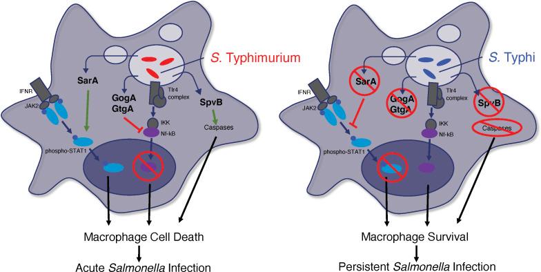 https://cdn.ncbi.nlm.nih.gov/pmc/blobs/c2dc/11005419/52433a240309/mbio.00454-24.f007.jpg