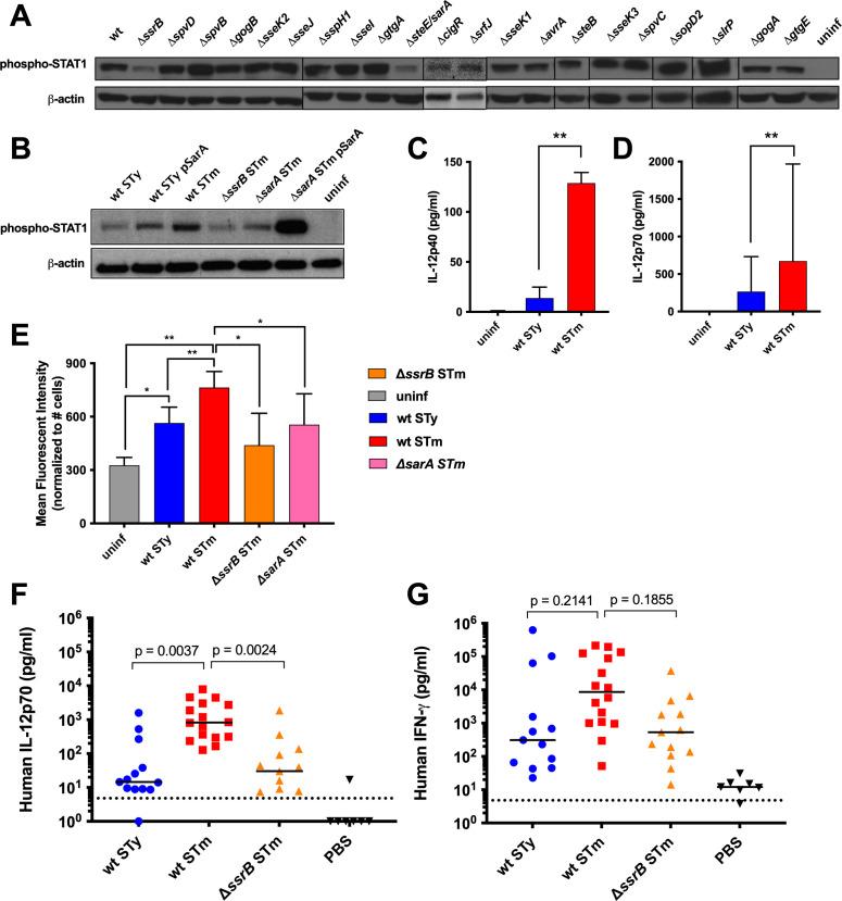 https://cdn.ncbi.nlm.nih.gov/pmc/blobs/c2dc/11005419/85e9ba313e5e/mbio.00454-24.f006.jpg