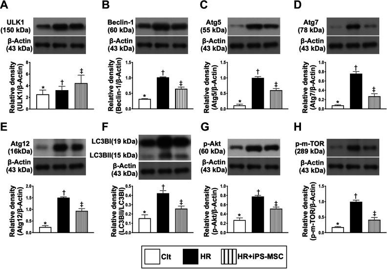 https://cdn.ncbi.nlm.nih.gov/pmc/blobs/c2e0/7784512/c543c8fadce9/10.1177_0963689720954140-fig3.jpg