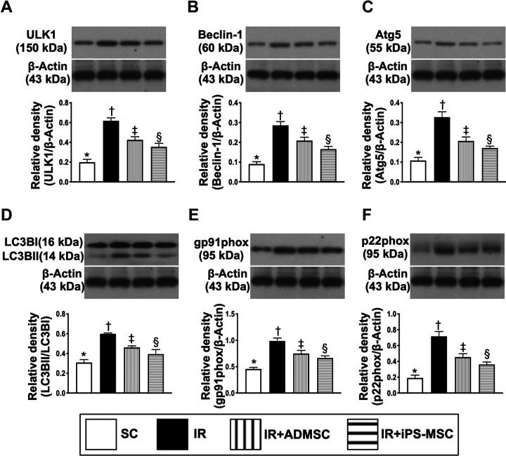 https://cdn.ncbi.nlm.nih.gov/pmc/blobs/c2e0/7784512/c643e0c20a9b/10.1177_0963689720954140-fig12.jpg